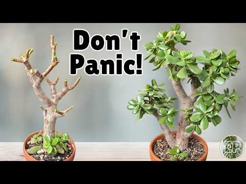 Why I keep my jades in smaller pots