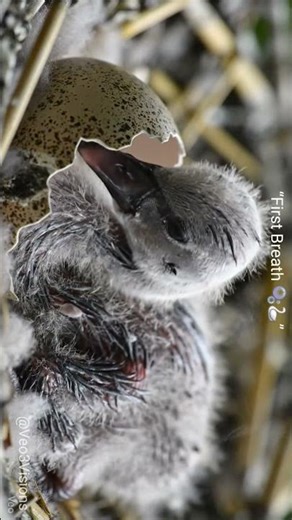 “Saans Ki Pehli Garmahat 🦢🐣 | Swan Chick Hatching Close-Up | Pure Nature #Shorts”
