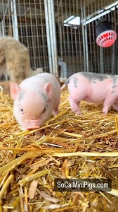 Piglet vs. straw!! SoCalMiniPigs.com #piglet #minipig #piggy | socalminipigs.com