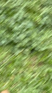 Toddler exploring leaf during walk. | David Family