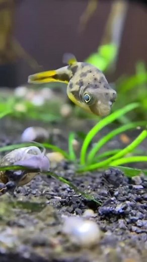 Pea Puffer Sizing Up His Next Meal in Aquarium | Dakuaquatics