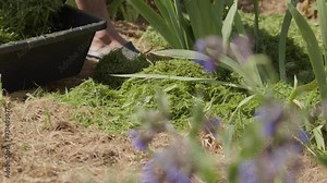 Gardener using Grass Clippings As Mulch In Garden Plants. - close up shot