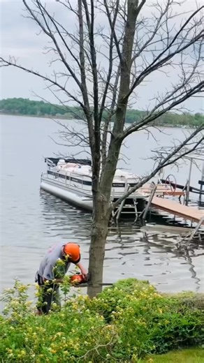In this #shorts firewood video I am at my friends house where I use my Stihl MS291 to fell a standing dead maple tree that's in their neighbors yard and blocking their view of the lake. #firewood #stihl #fellingtree #chainsaw #firewoodbusiness | Joe's Premium Firewood