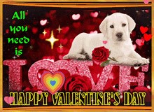 Labrador Rescuers of San Diego | Labrador Rescuers of San Diego