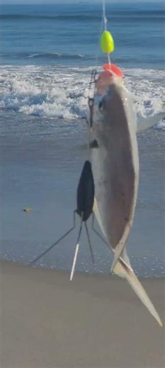 Catching pompano at Melbourne Beach, unfortunately, they've all been short! Tight lines!