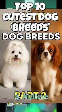 🐶 Top 10 Cutest Dog Breeds That’ll Melt Your Heart!