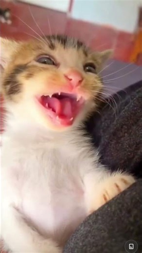 Have You Ever Seen a Cat Laugh Like This ? 😹❤️#funycat#cutecat #short