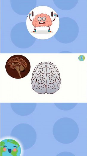 The Brain for Kids (Educational Videos For Kids)