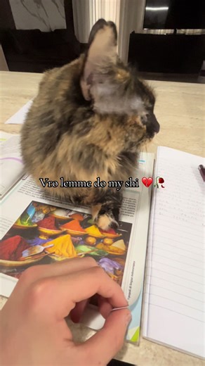 Vro 🥀💔#cat#cat#fyp#viral
