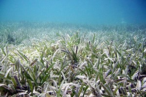 Bees of the sea: Tiny crustaceans pollinate underwater plants