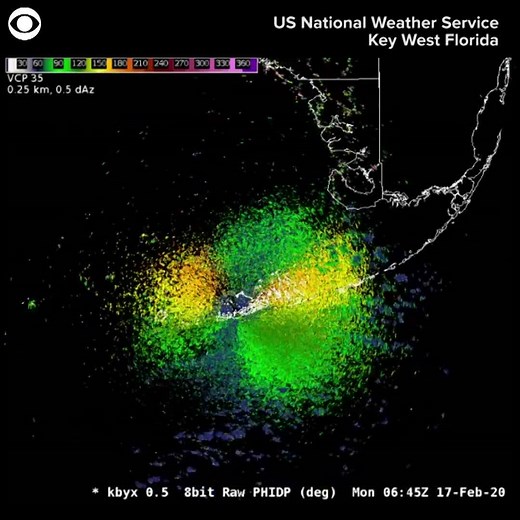 26 reactions · 91 shares | WHAT’S THAT? That's not a storm you're seeing on this radar! The National Weather Service says it's birds migrating over Key West, FL Monday morning. The NWS says birds show up on the map in yellow/green hues, and rain appears in darker blues. | CBS Newspath | Facebook