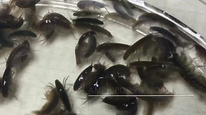 250 pods - shipped FREE - only $19.99 Food for Corals & Fish AquariumDepot.com https://aquariumdepot.com/amphipods-copepods-250-shipped-free/ #pods #copepods #amphipods #seahorses #corals #rarecoral | AquariumDepot