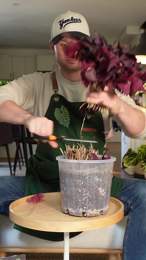 First time using @verasoil worm castings in my substrate and I’m already loving it: 🪱worm castings are a rich organic fertiliser 🪱they are a natural plant & soil probiotic: loaded with billions of probiotics and beneficial microbes for pure plant health. 🪱add great water retention for thirsty plants with fine roots like my #oxalistriangularis 🪱Odourless and non-toxic: safe to use both indoors and outdoors 🪱Verasoil worm castings are now available at Bunnings online & in store . 💜Oxalis can