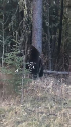 Grizzly Bear digging Mother Black Bear and Cubs out of their Den.