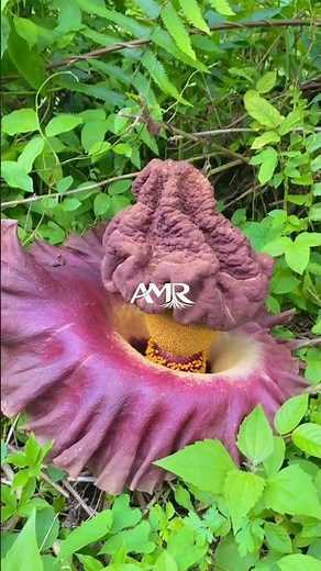 The Giant Flower That Smells Like Death 🌺