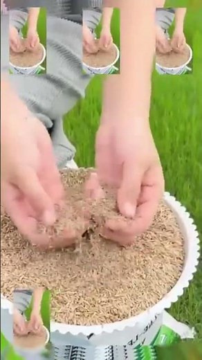 🔥Last Day Promotion 49% OFF🔥🌱2026 Evergreen Dwarf Grass Seed for Four Seasons