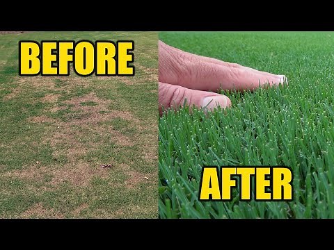 Grub Damage Repair - Heavy Rains Lawn Care