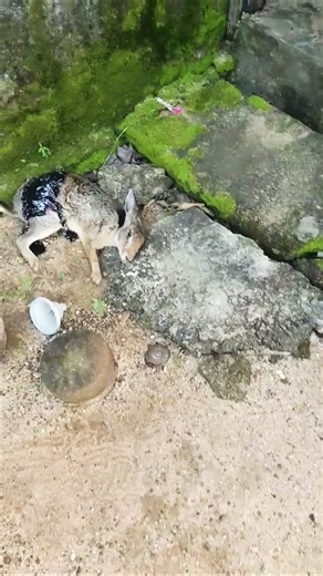 #wildlife 🐰 #pets#shortsviral #rabbit #fyp #fypシ #shortsviral #cuteanimal #ytshorts #animals#india