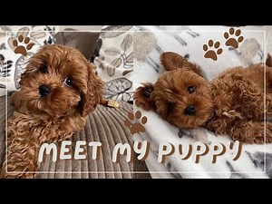 MEET MY NEW PUPPY! | Bringing him home, my first month with him | 12 week old Cavapoo