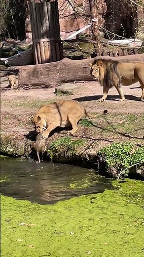 Lioness Saves Her Cub While Fending Off Belligerent Male || ViralHog