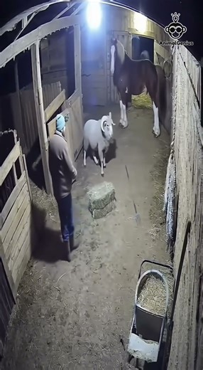 “Farm Fails 😂🐄” #funnyanimals 😂 #farmlife 🐓 #CaughtOnCamera 🎥 #animalmoments 🐐