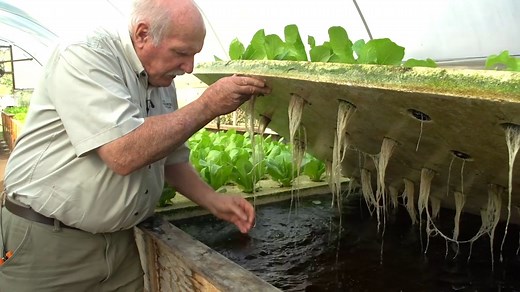 31K views · 1.2K reactions | No matter your level of knowledge, our 8-Weeks Online Aquaponics Design Course will take you from a rank beginner and teach you Aquaponics the right way - whether it's for home or farm systems. Heaps of plans and knowlege included, plus weekly live webinars to make sure you understand it all! Our next course starts on the 4th July! Not long to wait. https://www.aquaponicsdesigncourse.com/ | Aquaponics Design Course | Facebook