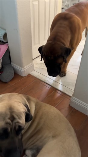BOWSER THE BIG BROTHER IN ACTION 💛 Bowser had Benny’s back like the best big brother ever! 🐾 Who else’s pets have sibling vibes? 😍 #dogsoftiktok #petantics #fyp #viralvideo #cutepets #doglife #puppylove #relatable #petbrothers #funnydogs | Themastiffbowser