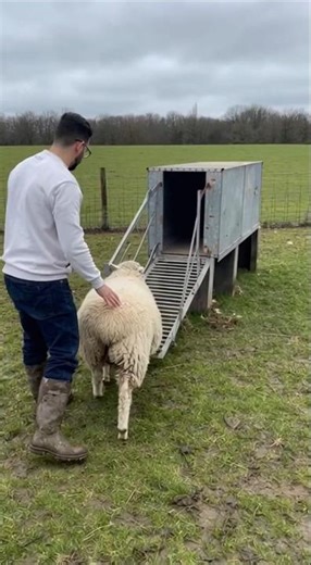 Sheep Wool Shearing Machine Farm Lift Feed #farmer #shortsviral #fm #viral #reels #vira