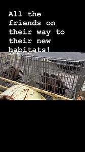 Moving monkeys to new habitats today! They are happy all their friends are going together | Jungle Friends Primate Sanctuary