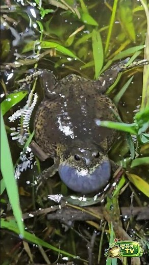 🐸 맹꽁이의 신비로운 울음소리 | 장마철에만 만날 수 있는 자연의 합창