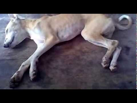 Canine Distemper-Symptoms Part -1