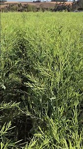 Carinata sendo cultivada no Oeste do PR - Parte II