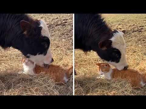 Incredibly close friendship between cat and cow