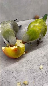 Treasure Hunt in an Apple! 🍎🦜😂 #talkingparot #hundeschlafmusik #cute