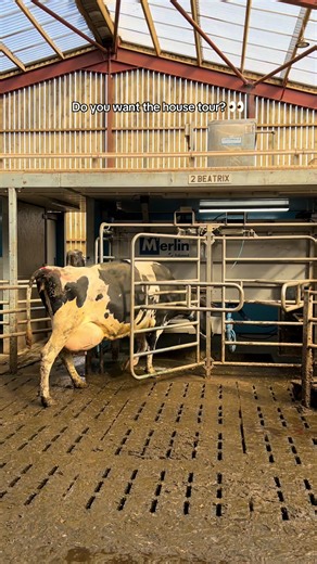 Inside the Cow House: A Unique Farm Tour