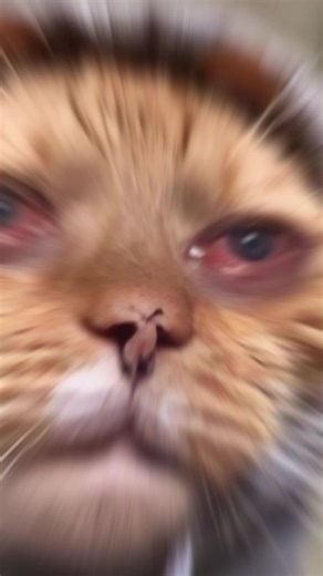 Maturity Test if you smile you lose #yousmileyoulose #laughchallenge #funnyreactions #maturitytest #trynottolaugh