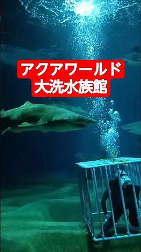 【アクアワールド茨城県大洗水族館】3/12リニューアル #大洗 #大洗水族館 #大洗町