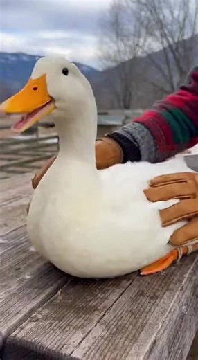 Duck Defeathering #duck #ducks #funny #feathers #pluck