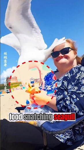 Seagull Stole Her Food! 😱🦅 #shorts