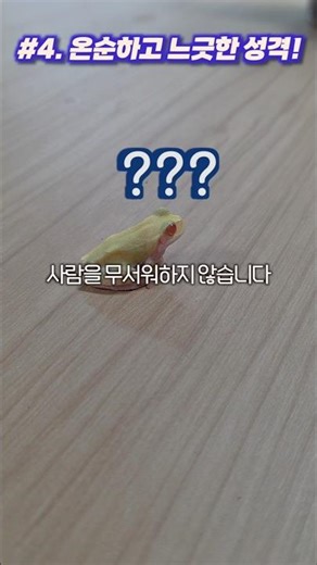 4 Reasons to Keep Korean Tree Frogs as Pets