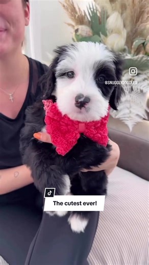 Meet Juniper: The Adorable Mini Bernedoodle