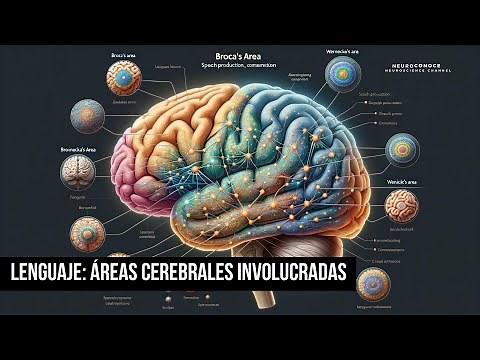 Brain Areas Involved in Language.