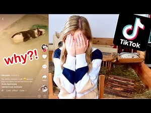 Reacting to Guinea Pig TikTok Videos