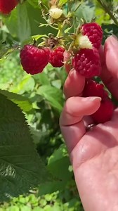 #longervideos My parents’ raspberry bushes have been overrun with Japanese beetles for over a month. She didn’t think she’d get any berries this season but I was able to harvest a whole bunch today! #japanesebeetles #gardenpests #raspberries | Very good gardening | Facebook