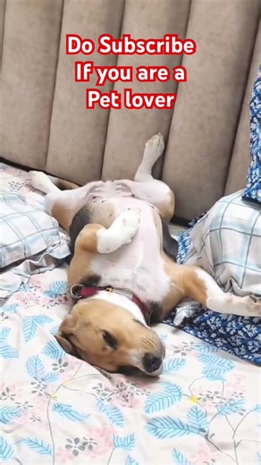 Wait for the snoring! 💤 Proof my dog is actually human! #Shorts #CharlieBella #Beagle #FunnyDogs