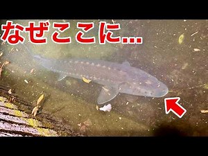 これ、日本にいていい魚じゃないかもしれません