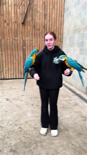 The Majestic Flight of Military Macaws