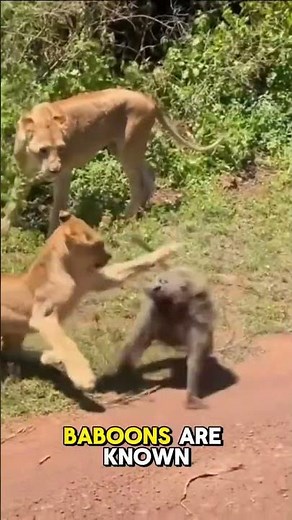 Lion vs Baboon: An intense clash of strength and survival!