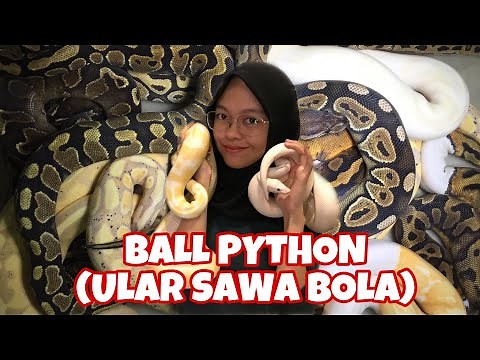 BALL PYTHON GUIDES FOR BEGINNER | PENJAGAAN ULAR SAWA BOLA ( ENGLISH SUB )