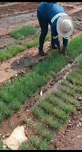 65K views · 1.1K reactions | Let's push Agriculture forward... Onion seedlings for sale k15 per line | Mimi The Farmer | Facebook